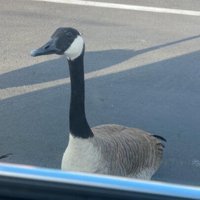 canada goose